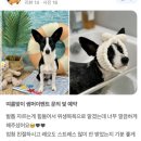 온니애견미용 이미지