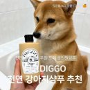 샴푸하는강아지 - 포항시 북구 새천년대로 591 | 디고 강아지 샴푸 사용 후기! 털결까지 만족스러웠던 목욕 시간