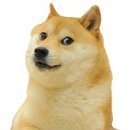 도지