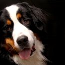 아가펫 | 달서구 강아지보호소 방문 후기, 따뜻한 나눔 이야기