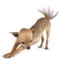 꼬리치는강아지 이미지