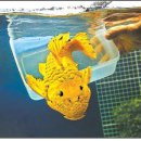 황금3로 이미지