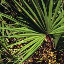 - 쏘 팔메토, Saw palmetto 이미지