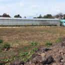 세화1리 이미지