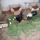 순종1농장 이미지