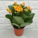 🍎🍎🍎 장수화(長壽花), 칼랑코에(Kalanchoe) = 계조삼칠(鷄爪三七), 오조삼칠(五爪三七) = 가람채(伽藍菜) 이미지