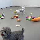 대구애견호텔 애견유치원 모여라솜뭉치 본점 이미지