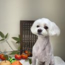 아미고 펫살롱 이미지