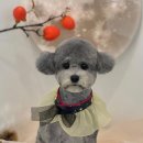 위드뚜뚜 이미지