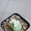 리즈다육