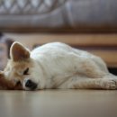 팔자좋은강아지 이미지