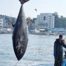 강릉참치 이미지