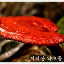 산약초 동의보감 이미지