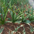 은혜농원 이미지