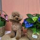 릴리줄리살롱 이미지