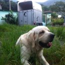 프란다스의개 이미지