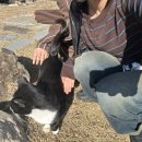 개냥이 연구소 이미지