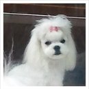 펫더스타일 이미지