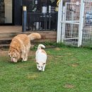 다산 애견훈련소 이미지