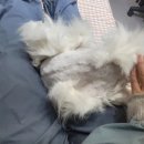 고양이 무마취 미용 냥털도둑 이미지