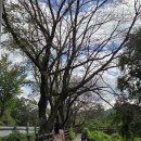 고복자연공원 수변 길 | 세종시 고복자연공원 수변데크길 조치원 고복저수지