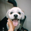 러블리펫 전남3호점 이미지