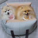 나의 강아지에게 | 펫브랜디 강아지카시트 - 다견 집사 실사용 후기