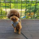 초록하다
