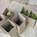 장미보석 - 양주시 고암길 306-77 | 대전 주택살이 마당 꾸미기 갑조네 장미 보석금전수 천냥금 배송 후기
