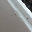 세븐가든 이미지