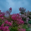 배롱나무길 이미지