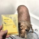 멍블리 펫 이미지