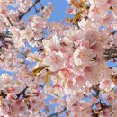 Blossom for you 이미지