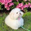 복슬 강아지 이미지