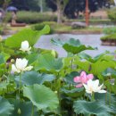 서울한증막 이미지