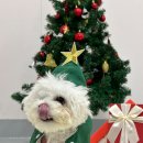 놀러오개 애견유치원 애견호텔(화성 병점진안점) 이미지