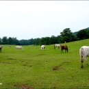 시원목장 이미지