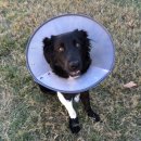 청춘애견 계룡점 이미지