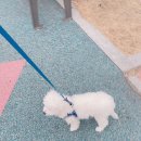 송이종합동물병원 이미지