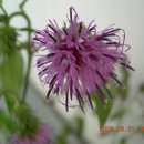 고려엉겅퀴꽃(곤드레나물)[국화과(菊花科 Asteraceae)에 속하는 다년생초.] 이미지