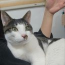 동물보육원 대전서구갈마지부 이미지