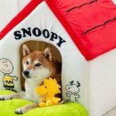 강아지집 이미지