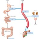 약물은 몸에서 어떤 ‘경로’를 거칠까? 이미지