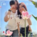 붕어섬3(휴광장) | 임실 가볼만한 곳 : 옥정호 붕어섬 생태공원 튤립 만개 정보!