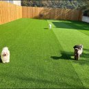 대구애견호텔 애견유치원 모여라솜뭉치 본점 이미지