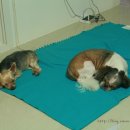 프롬휴2 이미지