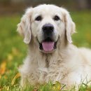 성신동물병원 이미지