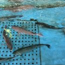 백사장어시장 이미지