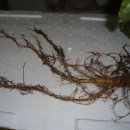 오지5구 이미지