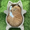 캣방